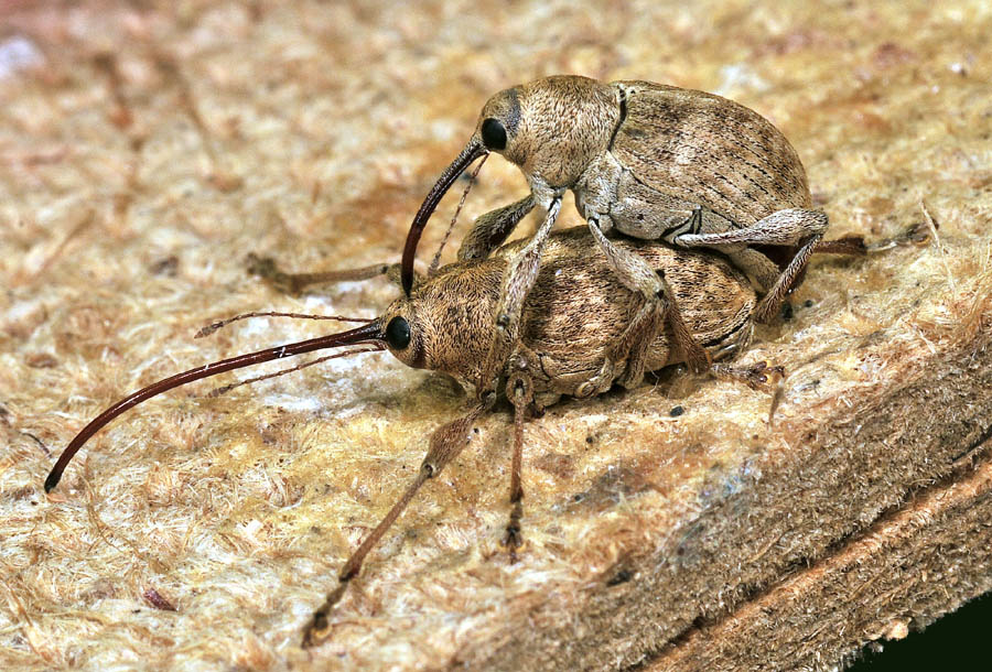 Curculionidae:  Curculio elephas